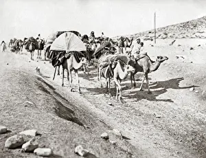 Algerian: Camel train in the Algerian Sahara, circa 1890
