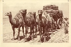 Macfarlane: Camel Train in Australia, by J Macfarlane