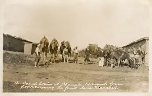 Chanak: Camel train at Cannakale, Turkey - Chanak Crisis