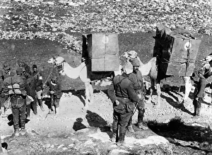 Treks: Camel train in the first world war, 1917