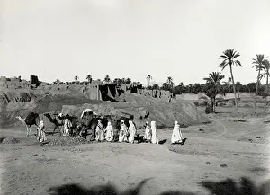 Biskra: Camel train at the ruins of old Biskra, Algeria