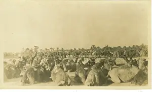Iraqi: Camel Unit, Basra, Iraq, WW1