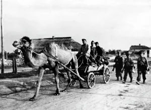 Taganrog: Camel wagon on the Mius-Front, 1943