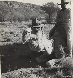 Outback: Camel wearing scout hat, Australia