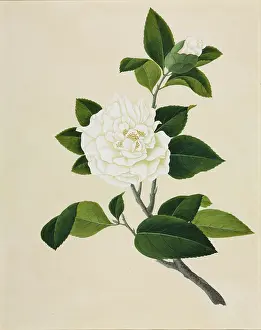 Thea: Camelia cv