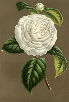 Camellia: Camelia Planipetalia