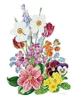 Narcissi: Camelia, Primroses, Narcissi, etc