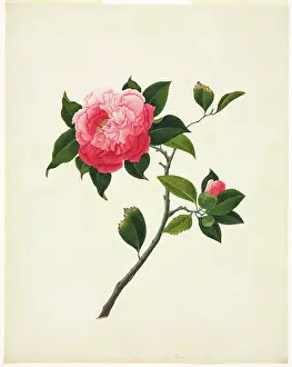 Thea: Camelia sp. camelia