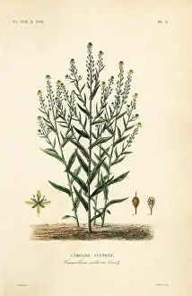 Agricoles: Camelina or false flax, Camelina sativa