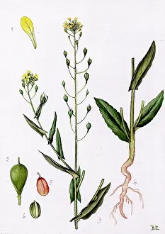 Dodder: Camelina sativa