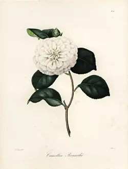 Oudet: Camellia bonardii