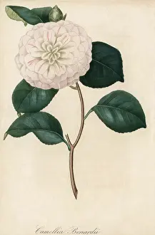 Camellia: CAMELLIA BONARDII