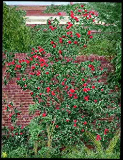 Camellia: Camellia bush growing in a garden
