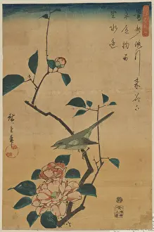 Camellia: Camellia and Bush Warbler