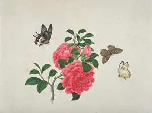 Thea: Camellia with butterflies