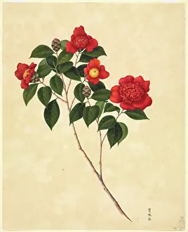 Thea: Camellia cv