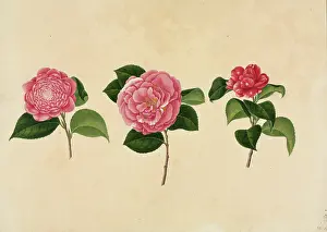Thea: Camellia cv