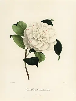 Oudet: Camellia delicatissima