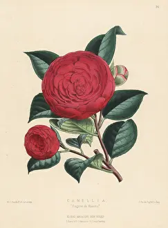 L. Reeve: Camellia Eugene de Massina
