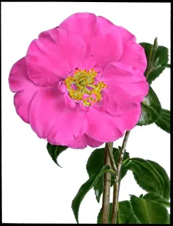 Camellia: Camellia Hassai (Higo)