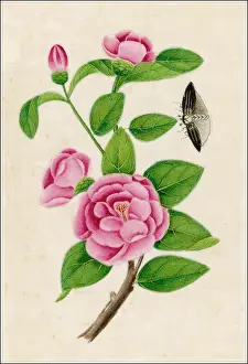 Camellia: CAMELLIA & INSECT