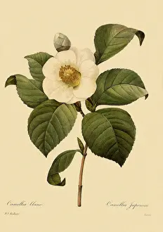 Camellia: Camellia japonica