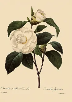 Camellia: Camellia japonica