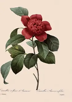 Camellia: Camellia japonica