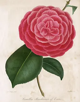 Camellia: CAMELLIA - MARCHIONESS