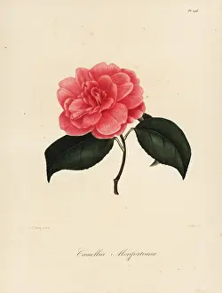 Oudet: Camellia monfortiana