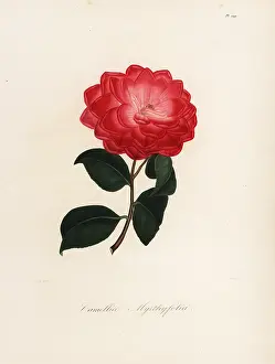Variegata: Camellia myrthyfolia