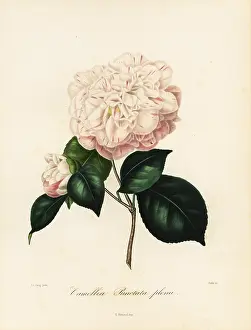 Oudet: Camellia punctata plena