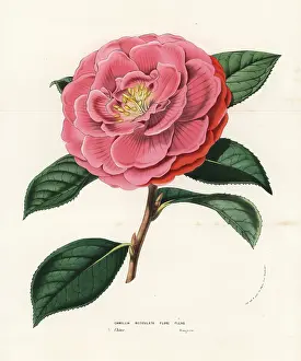Reticulata: Camellia reticulata. Vulnerable