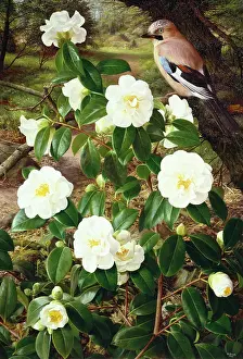 Camellia: Camellia Shiro-Botan