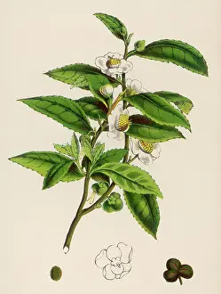Thea: CAMELLIA SINENSIS (TEA)