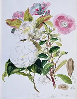 Thea: Camellia sp. camellia