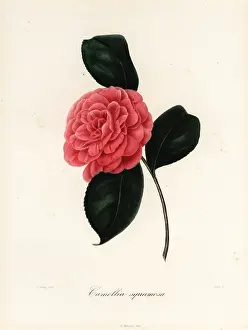 Oudet: Camellia squamosa