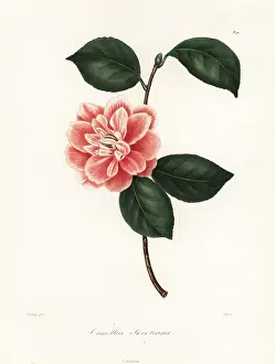Briar: Camellia sweetiana