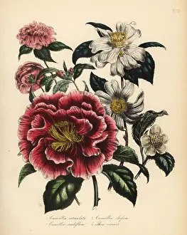 Reticulata: Camellia and tea species