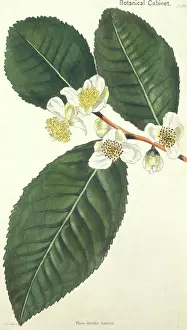 Thea: Camellia thea, tea