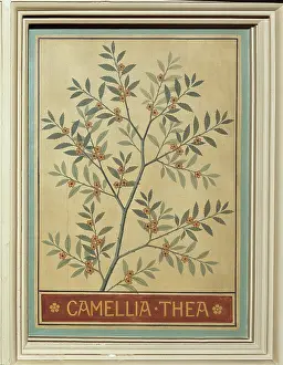 Thea: Camellia thea, tea