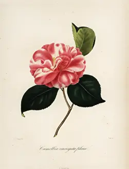 Variegata: Camellia variegata plena