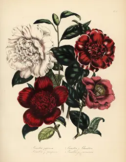 Loudon: Camellia and waratah species
