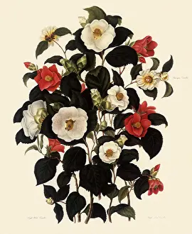 Weddell: Camellias, Camellia spp