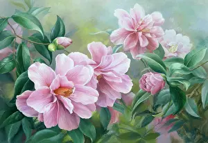 Camellias: Camellias ' pink flowers