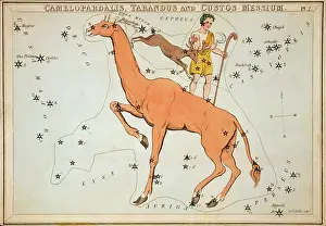 Tarandus: Camelopardalis, Tarandus and Custos Messium
