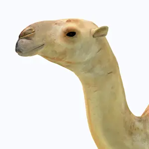 Pleistocene: Camelops hesternus portrait