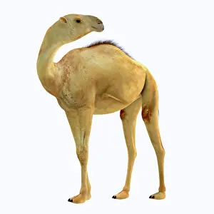 Pleistocene: Camelops hesternus, side profile
