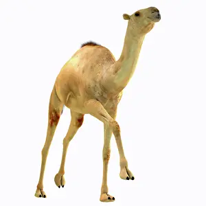 Pleistocene: Camelops hesternus, front view