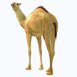 Pleistocene: Camelops hesternus on white background